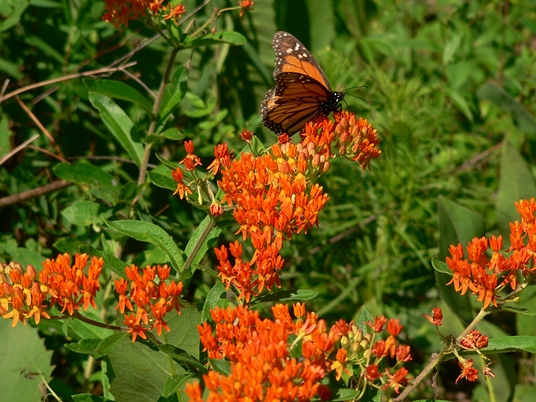 {Asclepias tuberosa}